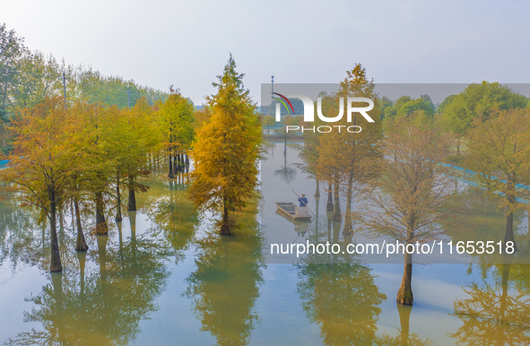 A crab breeding base is located in a fir forest in Suqian, Jiangsu province, China, on October 10, 2024. 