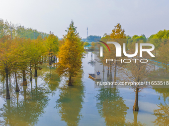 A crab breeding base is located in a fir forest in Suqian, Jiangsu province, China, on October 10, 2024. (