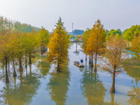 A crab breeding base is located in a fir forest in Suqian, Jiangsu province, China, on October 10, 2024. (