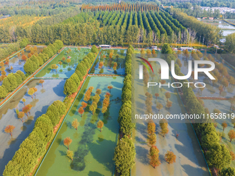 A crab breeding base is located in a fir forest in Suqian, Jiangsu province, China, on October 10, 2024. (