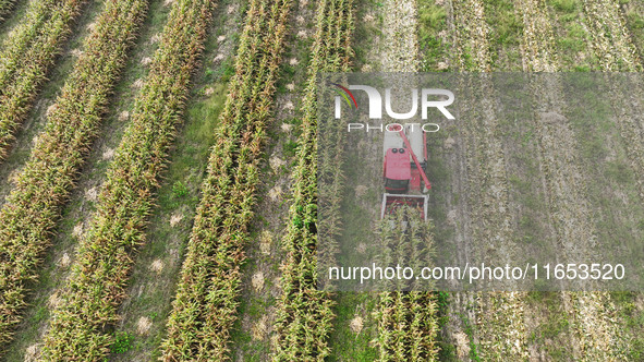 Farmers drive harvesters to harvest mature corn in a soybean and corn strip compound planting field in Suqian, China, on October 10, 2024. 