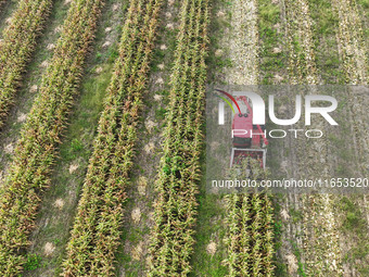 Farmers drive harvesters to harvest mature corn in a soybean and corn strip compound planting field in Suqian, China, on October 10, 2024. (