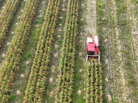 Farmers drive harvesters to harvest mature corn in a soybean and corn strip compound planting field in Suqian, China, on October 10, 2024. (