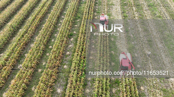 Farmers drive harvesters to harvest mature corn in a soybean and corn strip compound planting field in Suqian, China, on October 10, 2024. 