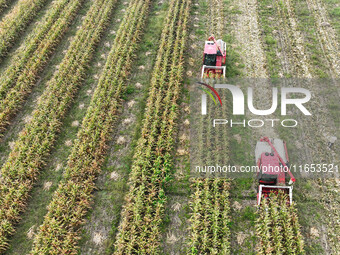 Farmers drive harvesters to harvest mature corn in a soybean and corn strip compound planting field in Suqian, China, on October 10, 2024. (