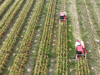 Farmers drive harvesters to harvest mature corn in a soybean and corn strip compound planting field in Suqian, China, on October 10, 2024. (