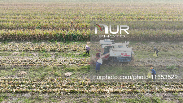 Farmers drive harvesters to harvest mature corn in a soybean and corn strip compound planting field in Suqian, China, on October 10, 2024. 