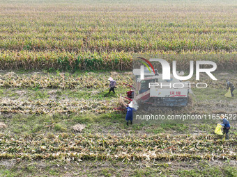 Farmers drive harvesters to harvest mature corn in a soybean and corn strip compound planting field in Suqian, China, on October 10, 2024. (