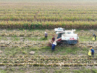 Farmers drive harvesters to harvest mature corn in a soybean and corn strip compound planting field in Suqian, China, on October 10, 2024. (