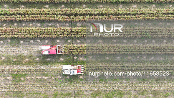 Farmers drive harvesters to harvest mature corn in a soybean and corn strip compound planting field in Suqian, China, on October 10, 2024. 