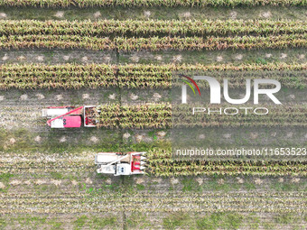 Farmers drive harvesters to harvest mature corn in a soybean and corn strip compound planting field in Suqian, China, on October 10, 2024. (