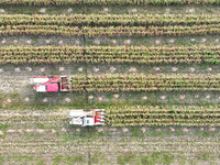 Farmers drive harvesters to harvest mature corn in a soybean and corn strip compound planting field in Suqian, China, on October 10, 2024. (