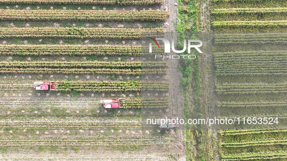 Farmers drive harvesters to harvest mature corn in a soybean and corn strip compound planting field in Suqian, China, on October 10, 2024. 