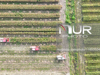 Farmers drive harvesters to harvest mature corn in a soybean and corn strip compound planting field in Suqian, China, on October 10, 2024. (