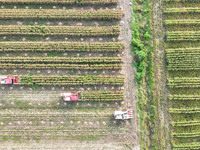 Farmers drive harvesters to harvest mature corn in a soybean and corn strip compound planting field in Suqian, China, on October 10, 2024. (