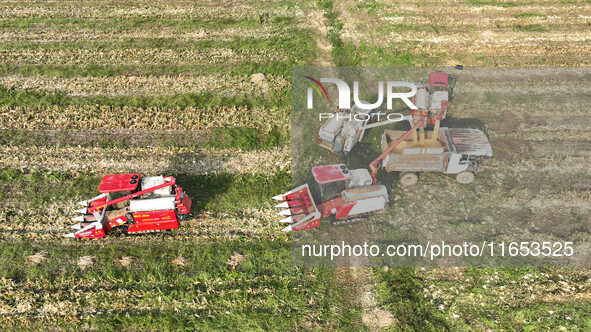 Farmers drive harvesters to harvest mature corn in a soybean and corn strip compound planting field in Suqian, China, on October 10, 2024. 