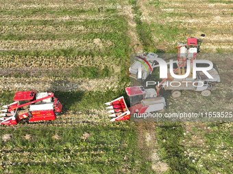 Farmers drive harvesters to harvest mature corn in a soybean and corn strip compound planting field in Suqian, China, on October 10, 2024. (