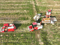 Farmers drive harvesters to harvest mature corn in a soybean and corn strip compound planting field in Suqian, China, on October 10, 2024. (