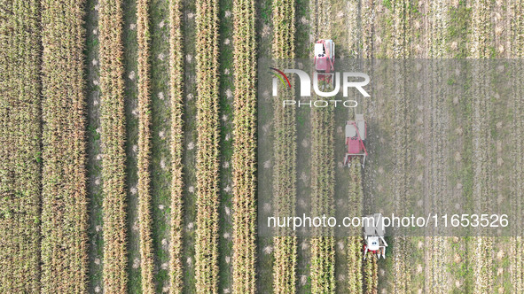 Farmers drive harvesters to harvest mature corn in a soybean and corn strip compound planting field in Suqian, China, on October 10, 2024. 