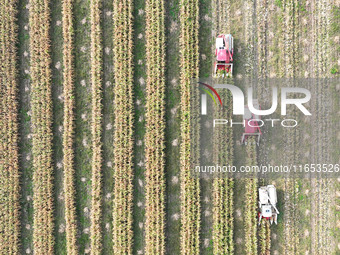 Farmers drive harvesters to harvest mature corn in a soybean and corn strip compound planting field in Suqian, China, on October 10, 2024. (