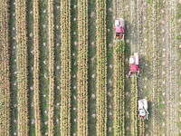 Farmers drive harvesters to harvest mature corn in a soybean and corn strip compound planting field in Suqian, China, on October 10, 2024. (