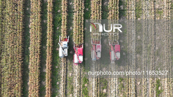 Farmers drive harvesters to harvest mature corn in a soybean and corn strip compound planting field in Suqian, China, on October 10, 2024. 