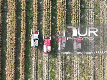 Farmers drive harvesters to harvest mature corn in a soybean and corn strip compound planting field in Suqian, China, on October 10, 2024. (