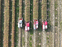 Farmers drive harvesters to harvest mature corn in a soybean and corn strip compound planting field in Suqian, China, on October 10, 2024. (