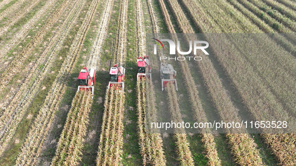 Farmers drive harvesters to harvest mature corn in a soybean and corn strip compound planting field in Suqian, China, on October 10, 2024. 