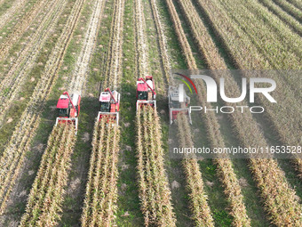 Farmers drive harvesters to harvest mature corn in a soybean and corn strip compound planting field in Suqian, China, on October 10, 2024. (