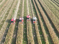 Farmers drive harvesters to harvest mature corn in a soybean and corn strip compound planting field in Suqian, China, on October 10, 2024. (