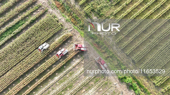 Farmers drive harvesters to harvest mature corn in a soybean and corn strip compound planting field in Suqian, China, on October 10, 2024. 