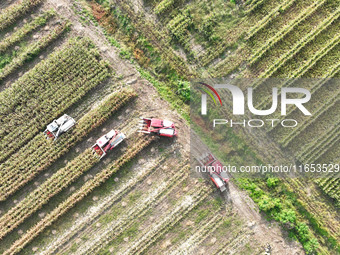 Farmers drive harvesters to harvest mature corn in a soybean and corn strip compound planting field in Suqian, China, on October 10, 2024. (