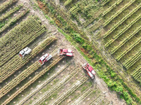 Farmers drive harvesters to harvest mature corn in a soybean and corn strip compound planting field in Suqian, China, on October 10, 2024. (