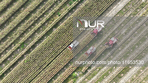 Farmers drive harvesters to harvest mature corn in a soybean and corn strip compound planting field in Suqian, China, on October 10, 2024. 