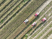 Farmers drive harvesters to harvest mature corn in a soybean and corn strip compound planting field in Suqian, China, on October 10, 2024. (