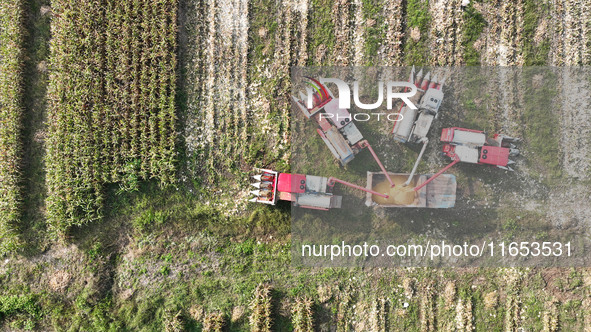 Farmers drive harvesters to harvest mature corn in a soybean and corn strip compound planting field in Suqian, China, on October 10, 2024. 