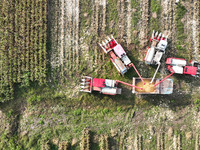 Farmers drive harvesters to harvest mature corn in a soybean and corn strip compound planting field in Suqian, China, on October 10, 2024. (