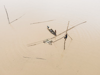 Fishermen create fishing grounds with bamboo and catch various types of fish with nets from the flooded open ghat in Jhenaigati Upazila of S...