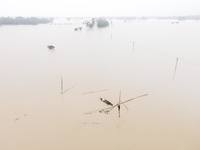 Fishermen create fishing grounds with bamboo and catch various types of fish with nets from the flooded open ghat in Jhenaigati Upazila of S...