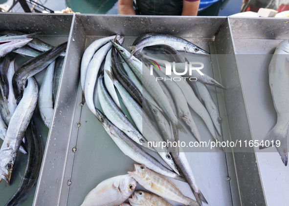 Fishes are seen in Glyfada in Athens, Greece, on October 10, 2024. 