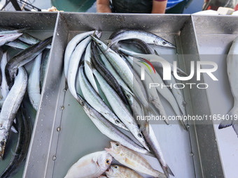 Fishes are seen in Glyfada in Athens, Greece, on October 10, 2024. (