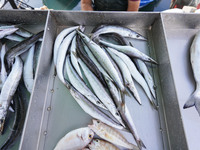 Fishes are seen in Glyfada in Athens, Greece, on October 10, 2024. (