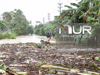 A man collects tree-type items washed away by floodwaters in a village in Jhenaigati upazila of Sherpur district in Sherpur, Bangladesh, on...