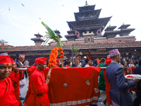 A palanquin containing the Phulpati, an assortment of flowers, leaves, and fruits of different plants considered auspicious and anointed at...