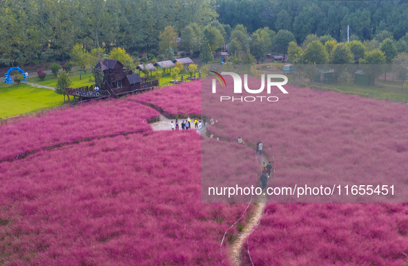 Tourists play in pink grass in Suqian, Jiangsu province, China, on October 10, 2024. 