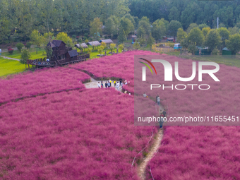 Tourists play in pink grass in Suqian, Jiangsu province, China, on October 10, 2024. (