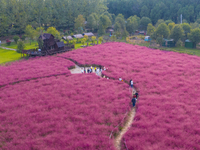 Tourists play in pink grass in Suqian, Jiangsu province, China, on October 10, 2024. (