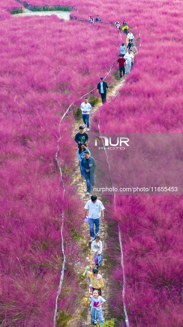 Tourists play in pink grass in Suqian, Jiangsu province, China, on October 10, 2024. 