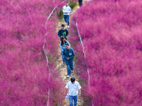 Tourists play in pink grass in Suqian, Jiangsu province, China, on October 10, 2024. (